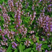Salvia officinalis