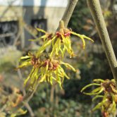 Hamamelis virginiana