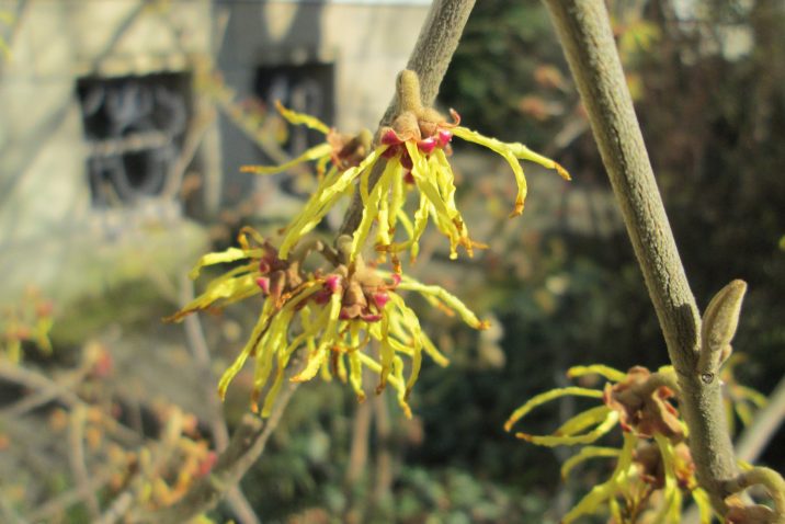 Hamamelis virginiana