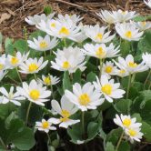 Sanguinaria canadensis