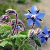 Borago officinalis