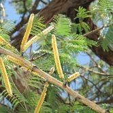 Acacia catechu