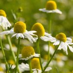 Chamomile flowers - Matricaria recutita