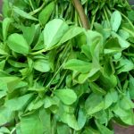 Trigonella foenum-graecum