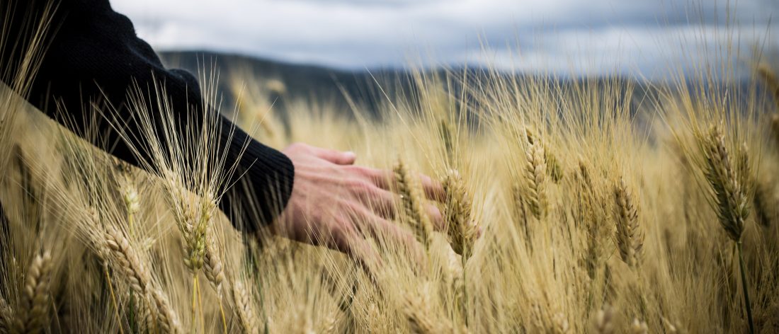 A person in a wheat field.