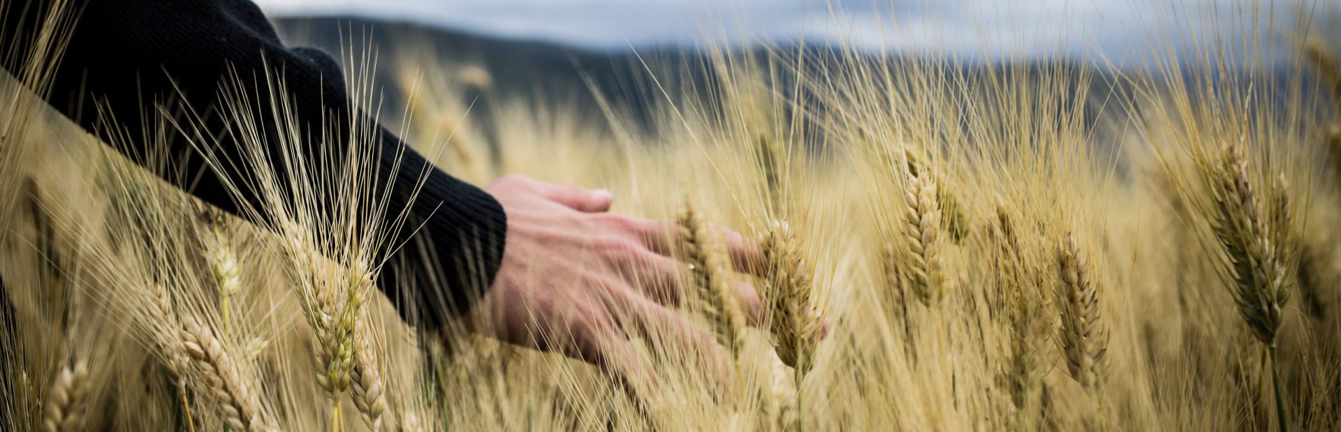 A person in a wheat field.