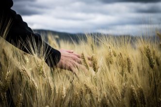 A person in a wheat field.