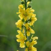 Agrimonia eupatoria