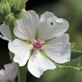 Althaea officinalis
