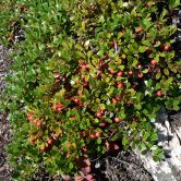 Bearberry