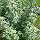 Artemisia absinthum