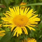 Inula