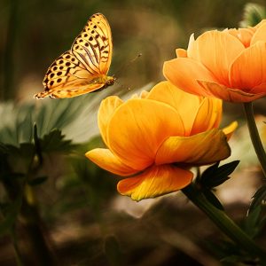 Butterfly and Flowers