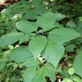 Collinsonia canadensis