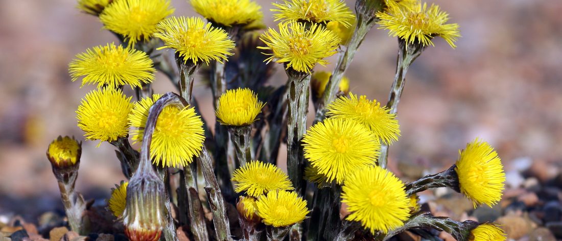 Tussilago farfara