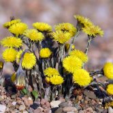 Tussilago farfara