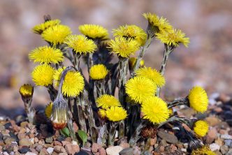 Tussilago farfara