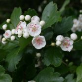 Crataegus oxyacantha