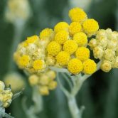 Helichrusum flowers, herbs, essential oils