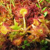 Drosera rotundifolia