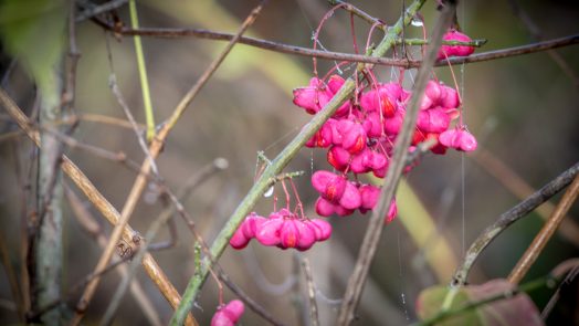 Euonymus atropurpureus