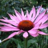 Echinacea spp.