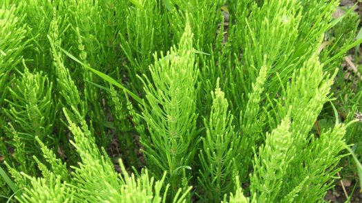 Equisetum arvense
