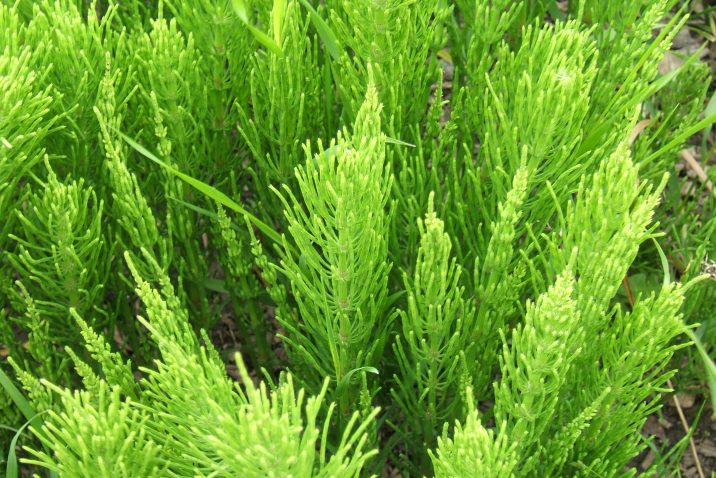 Equisetum arvense