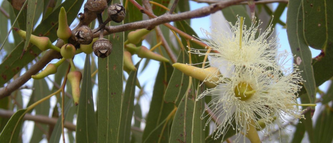 Eucalyptus globulus