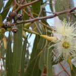 Eucalyptus globulus