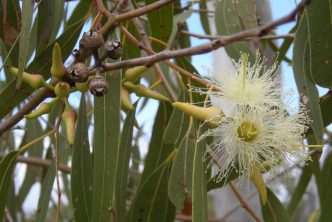 Eucalyptus globulus