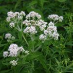 Eupatorium perfoliatum