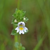 Euphrasia officinalis