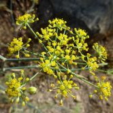 Foeniculum vulgare