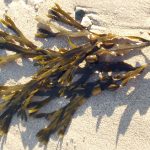 Fucus vesiculosus