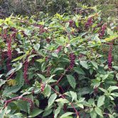 Phytolacca americana