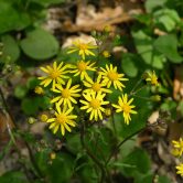 Senecio aureus