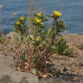 Grindelia spp.