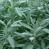 The herb sage