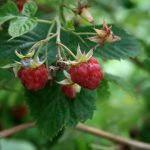 Rubus idaeus