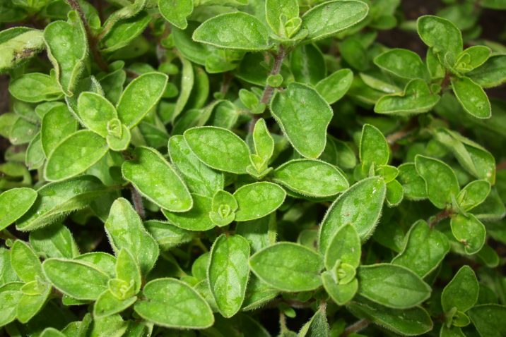 Oregano