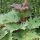 Rhubarb Root