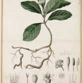 Cephaëlis ipecacuanha