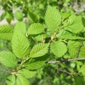 Ulmus fulva