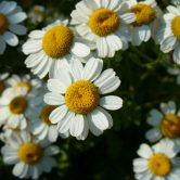 Tanacetum parthenium