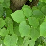 Tilia europea