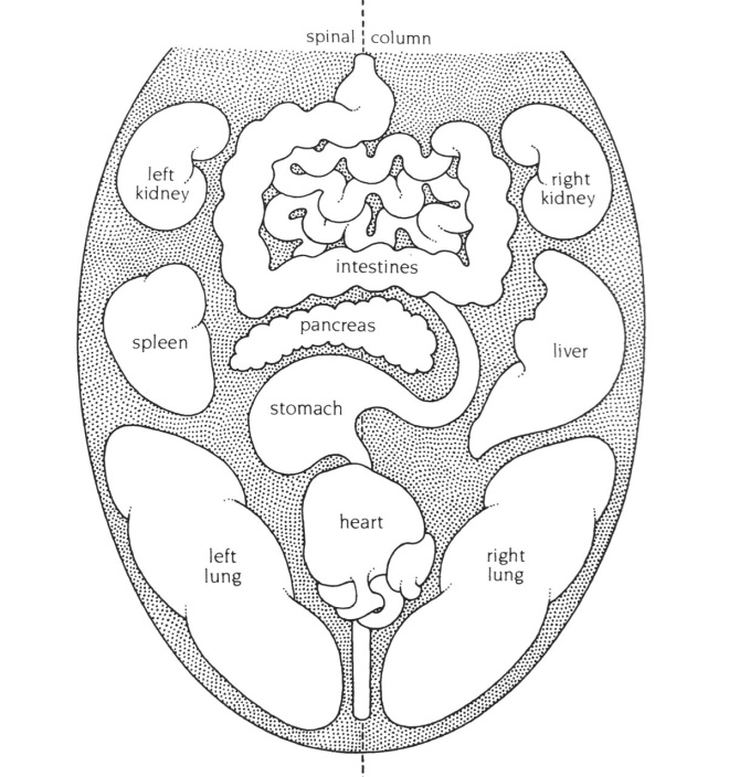 Aryuvedic Tongue Map