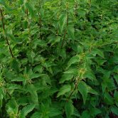 Urtica dioica