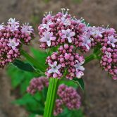 Valeriana officinalis
