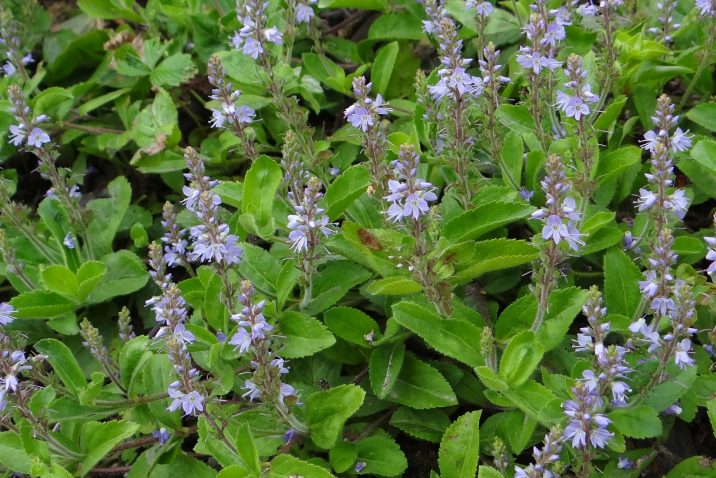 Betonica officinalis